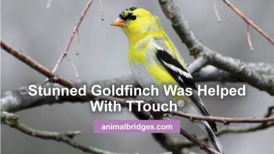 stunned gold finch helped with Ttouch