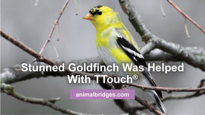 goldfinch