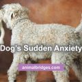 dog's sudden anxiety animal communication