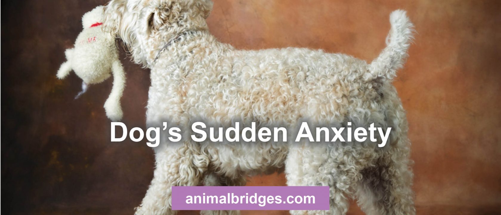 dog-s-sudden-anxiety