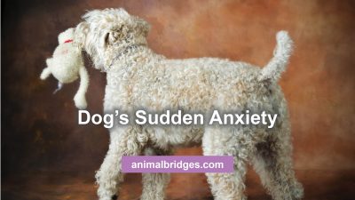 dog's sudden anxiety animal communication