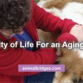 Quality of life for an aging dog