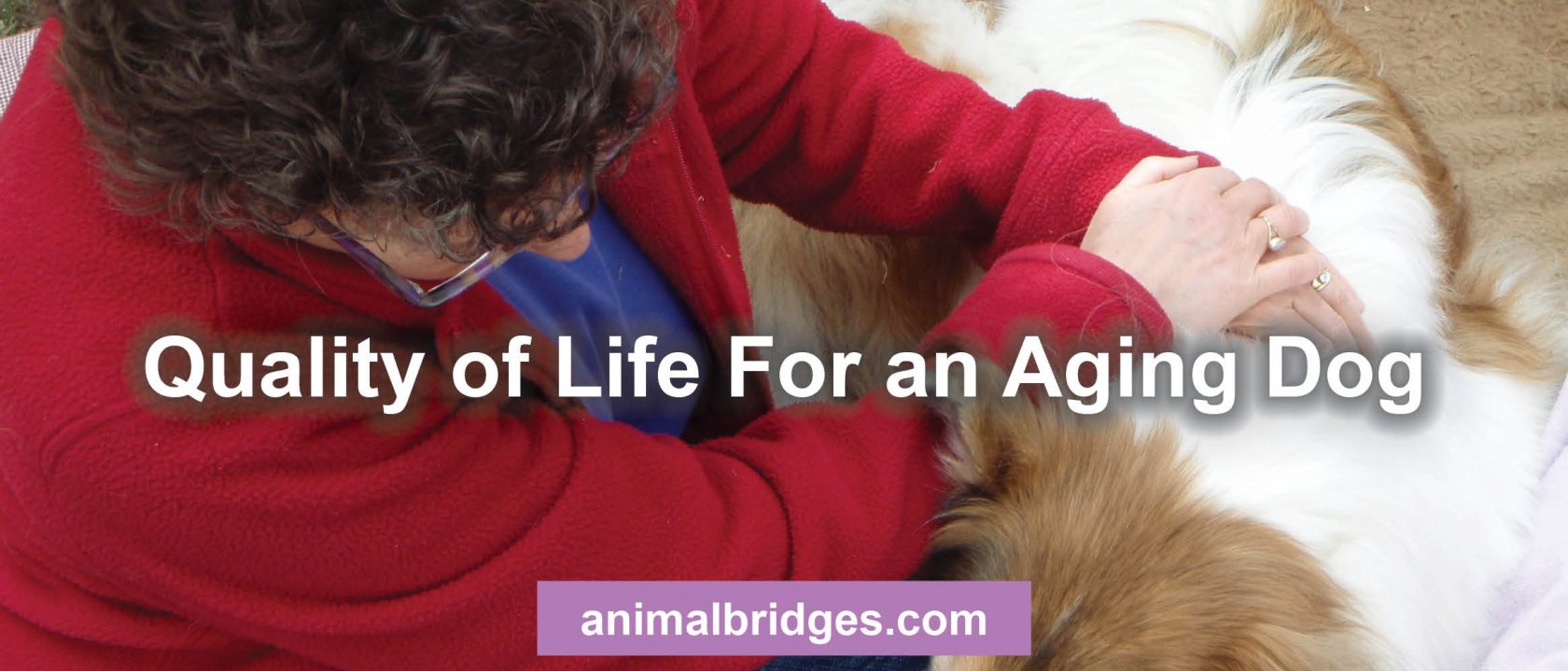 Quality of life for an aging dog