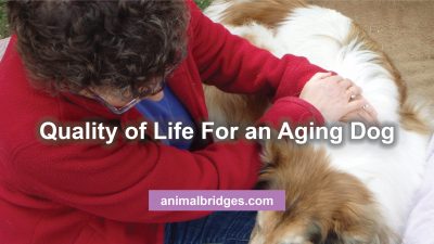 Quality of life for an aging dog