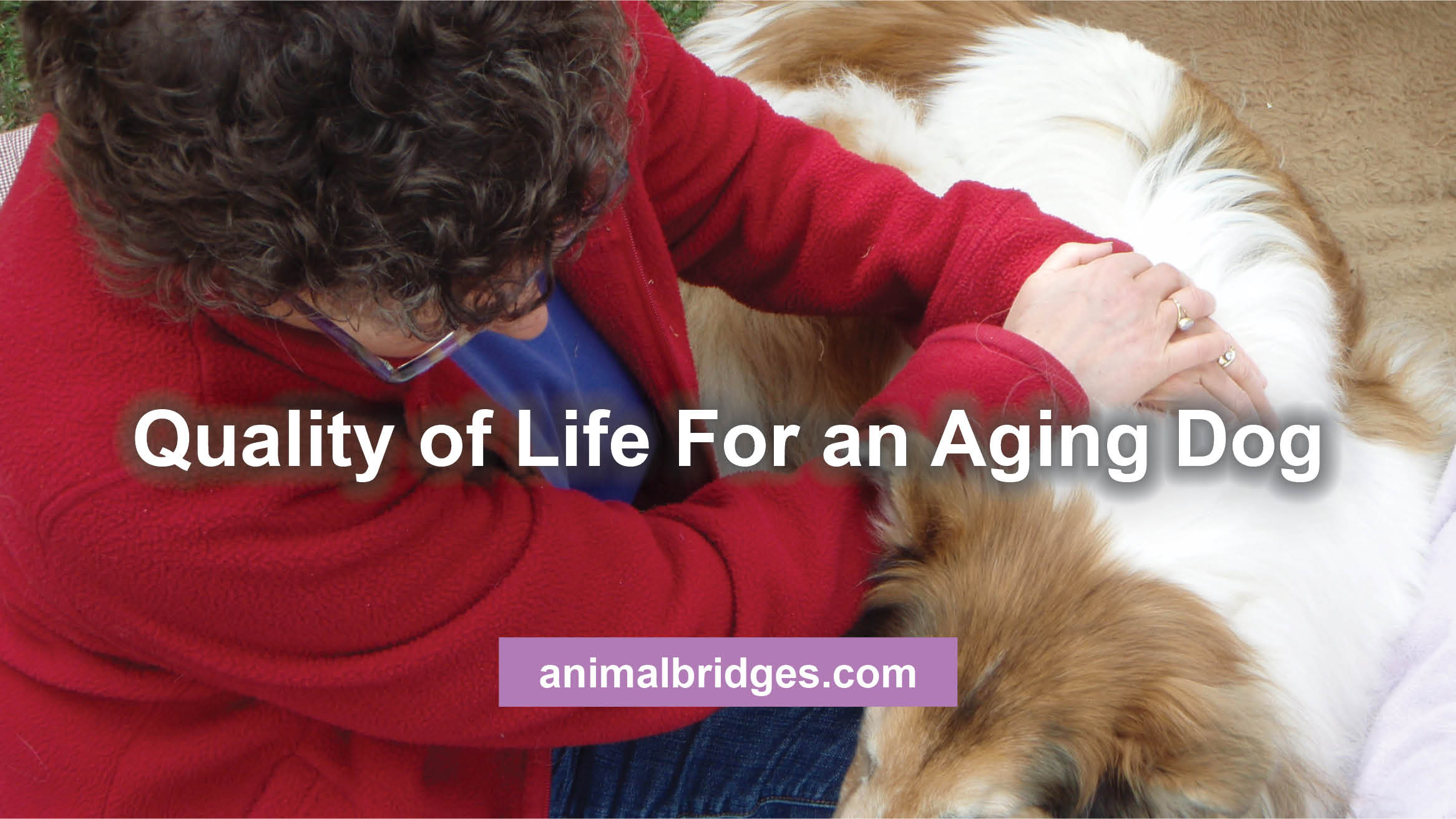 Quality of Life For an Aging Dog