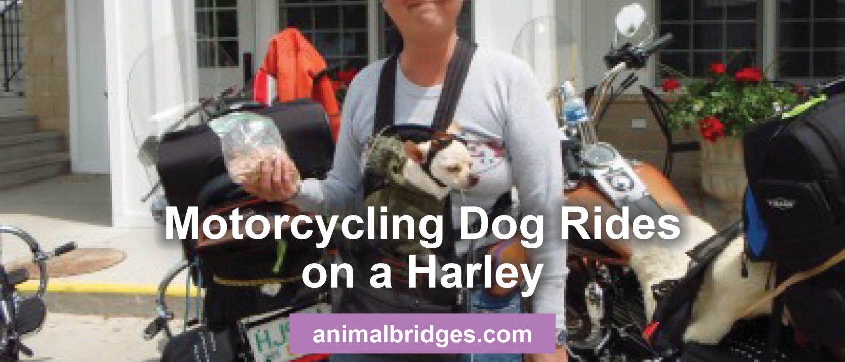 Motorcycling with dogs