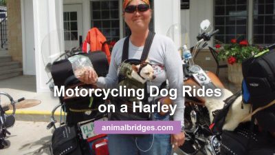 Motorcycling with dogs