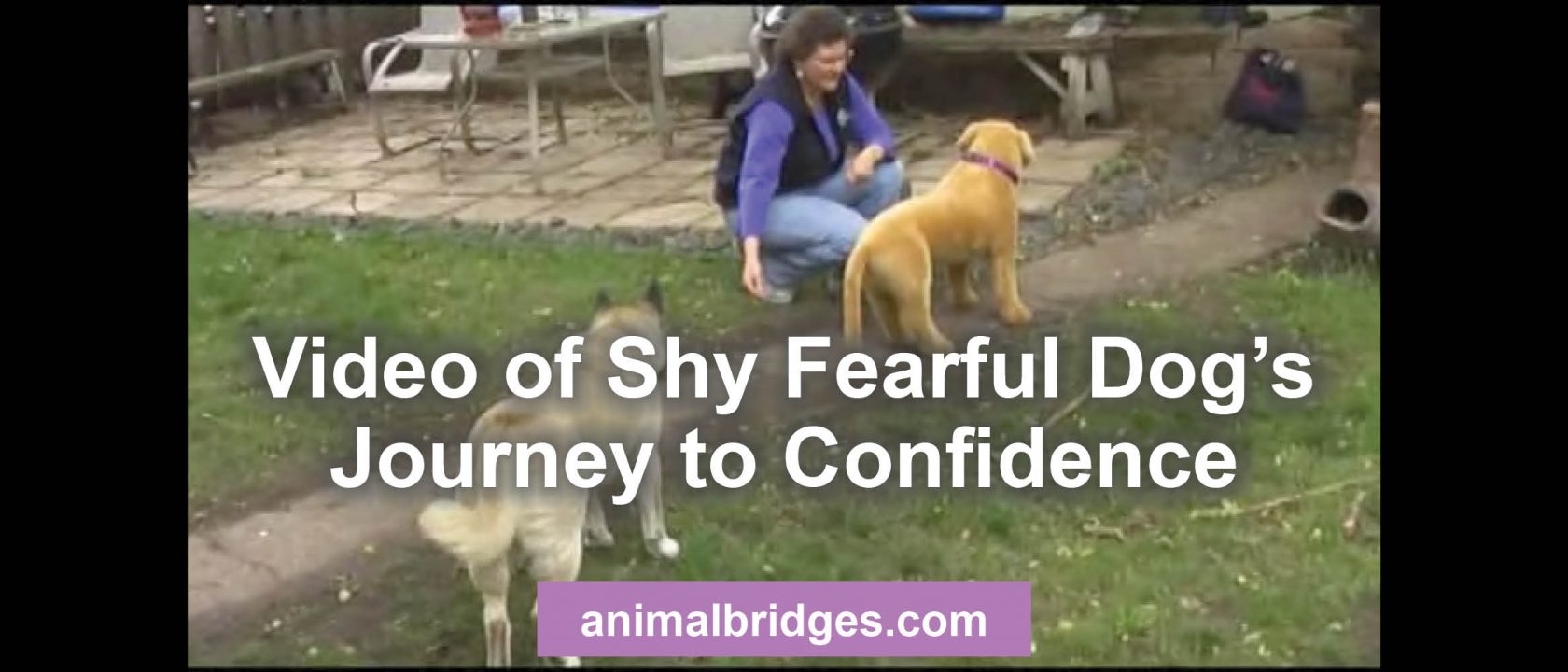 Animal communication shy dog