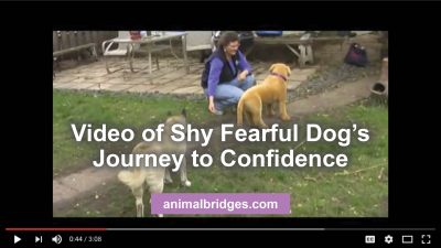 Animal communication shy dog