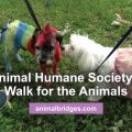 Animal Humane Society walk for the animals