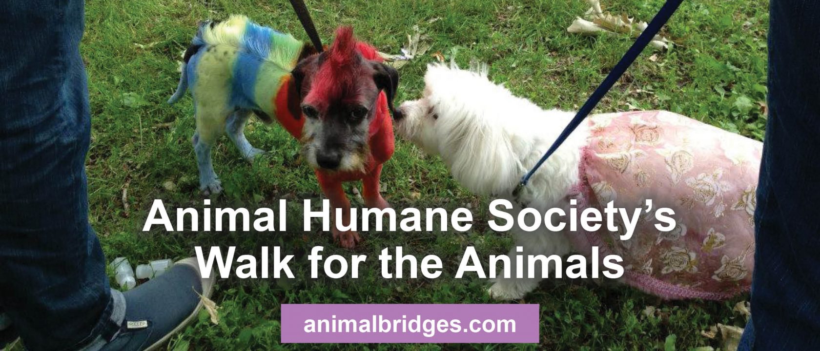 Animal Humane Society's Walk for the Animals