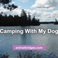 Camping with dogs