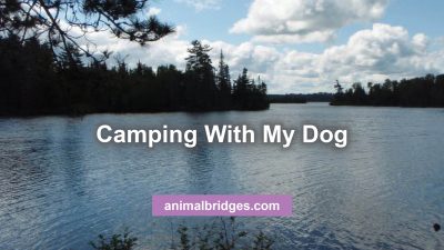 Camping with dogs