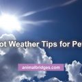 Hot weather tips for pets