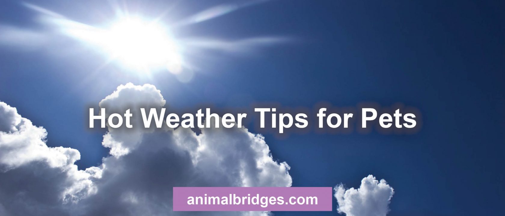 Hot weather tips for pets