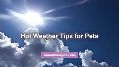 Hot weather tips for pets