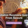 Cockatoo seizures healing touch for animals