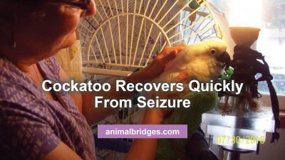 Cockatoo seizures healing touch for animals