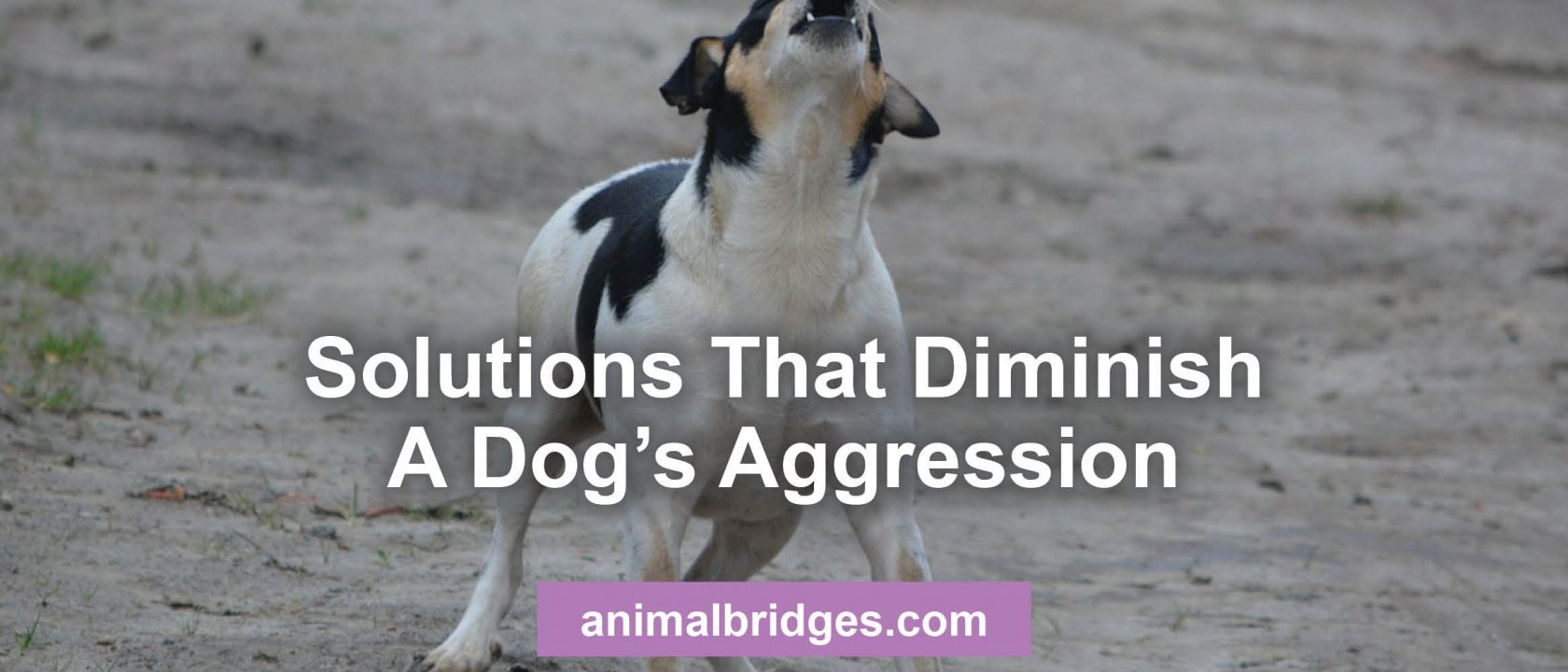 Diminish dog aggression with animal communication