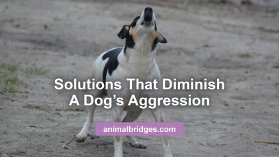Diminish dog aggression with animal communication