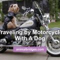 Traveling by motorcycle with a dog