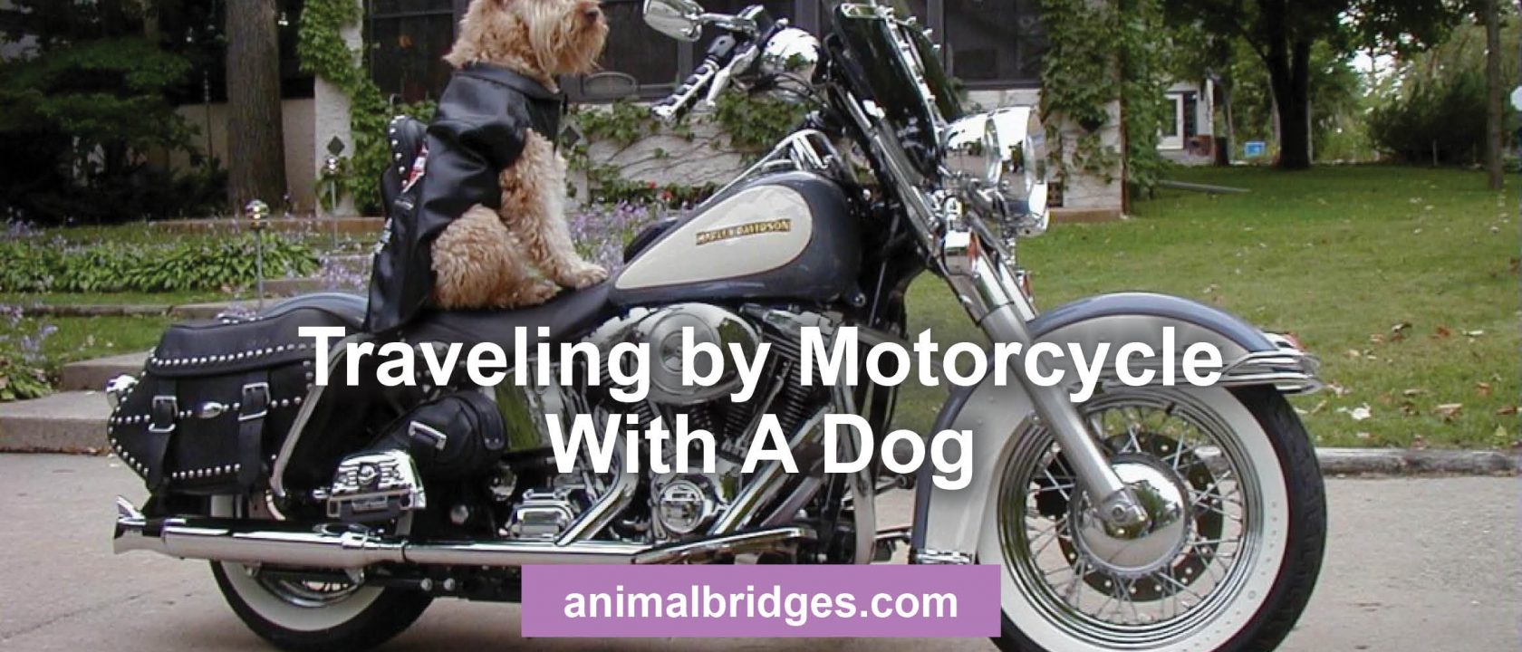 Traveling by motorcycle with a dog