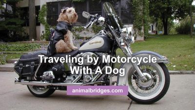 Traveling by motorcycle with a dog