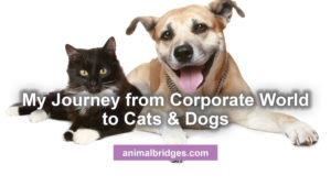 corporate-world-to-cats-and-dogs animal communicator