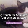 Healing touch for animals helps cat with open sore