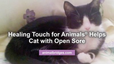 Healing touch for animals helps cat with open sore