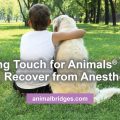 Healing touch for animals