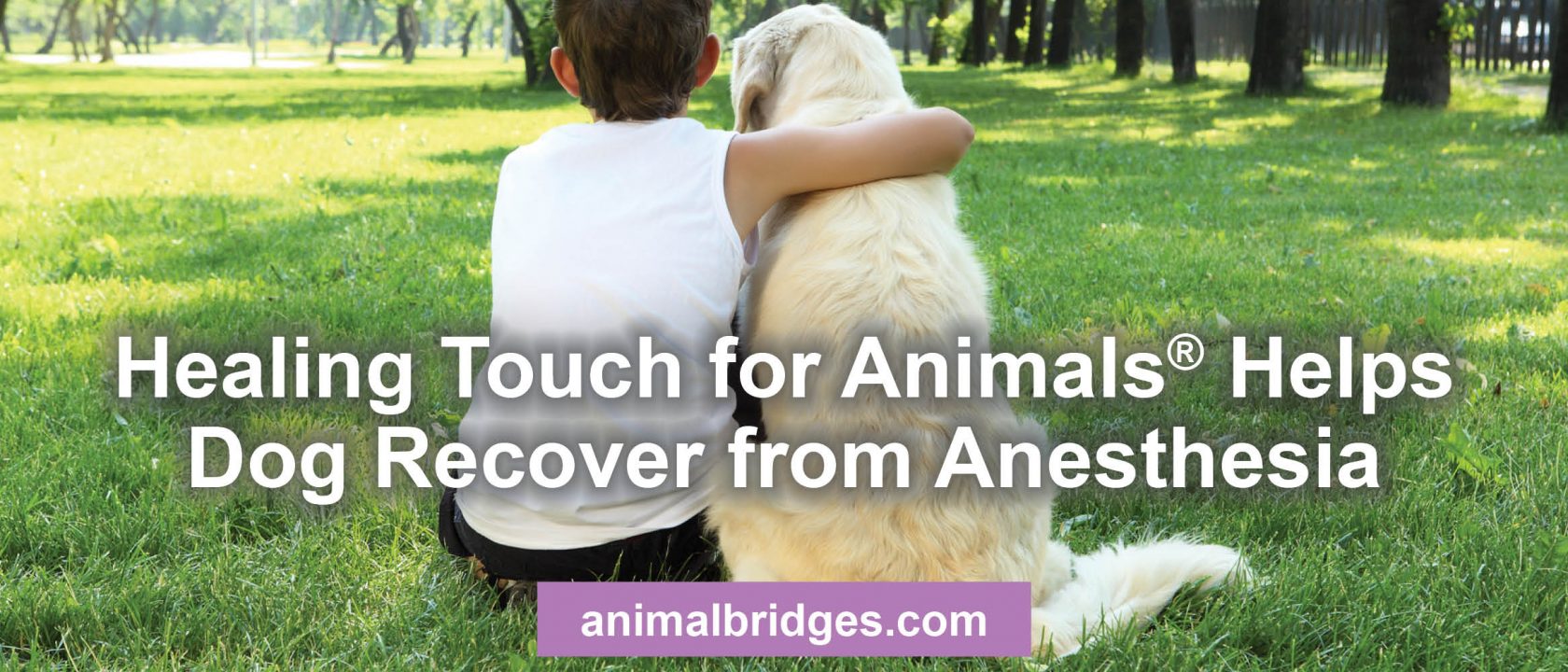 Healing touch for animals