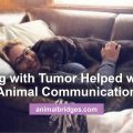 Dog with tumor helped with animal communication