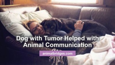 Dog with tumor helped with animal communication