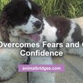 Dog overcomes fear animal communication