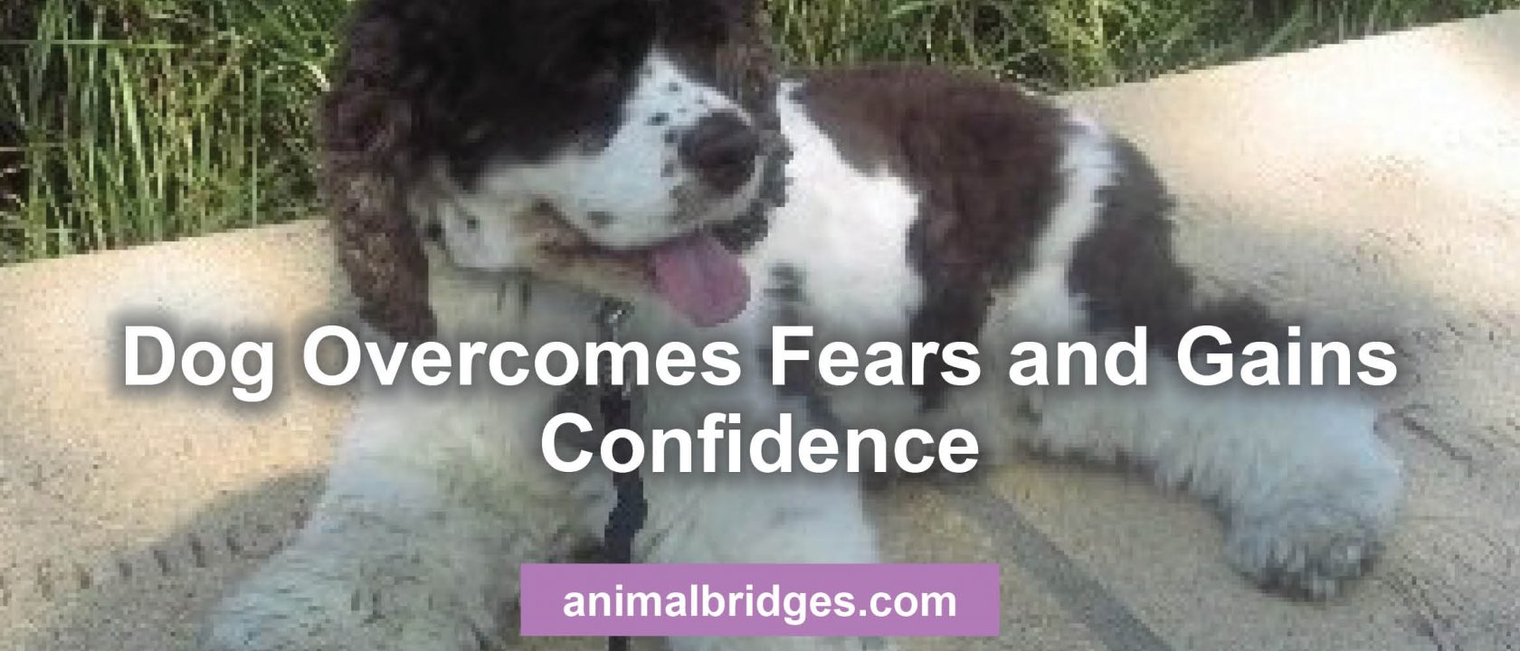 Dog overcomes fear animal communication