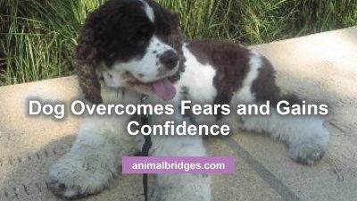 Dog overcomes fear animal communication