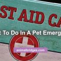 What to do in a pet emergency