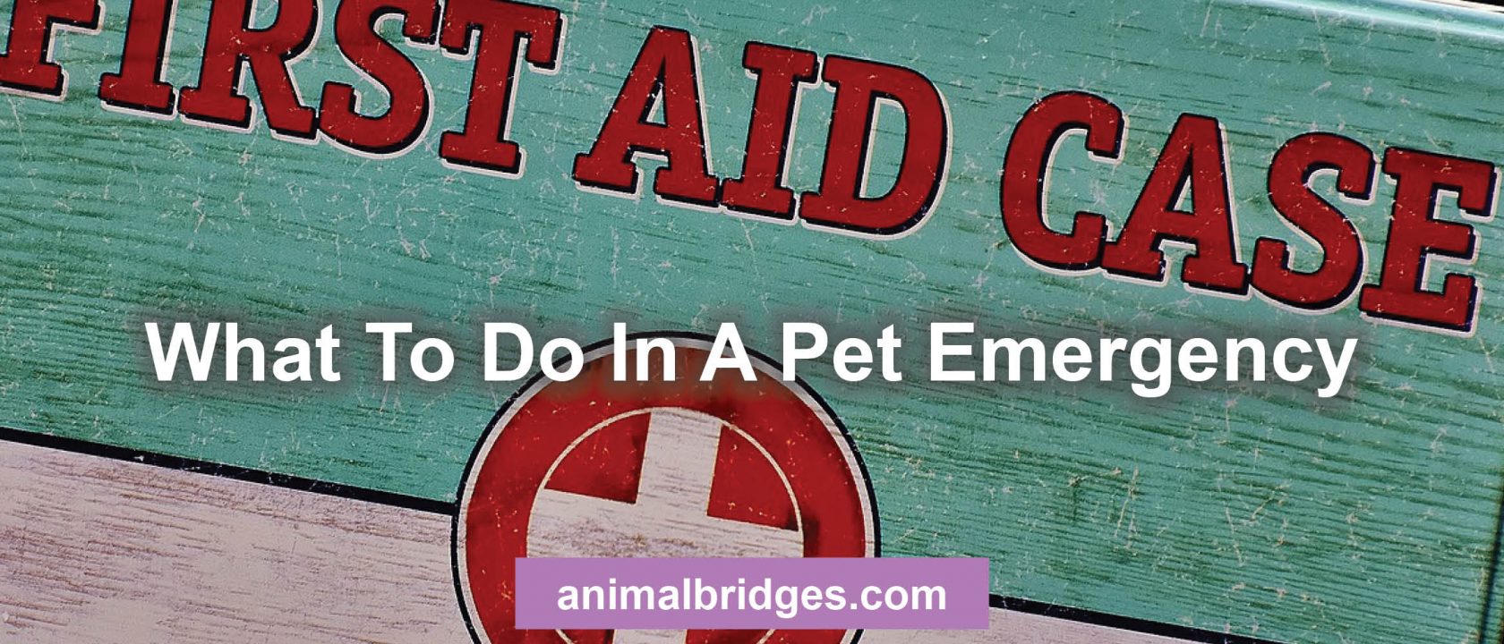 What to do in a pet emergency