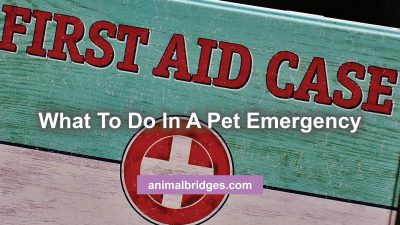What to do in a pet emergency