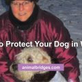 How to protect your dog in winter