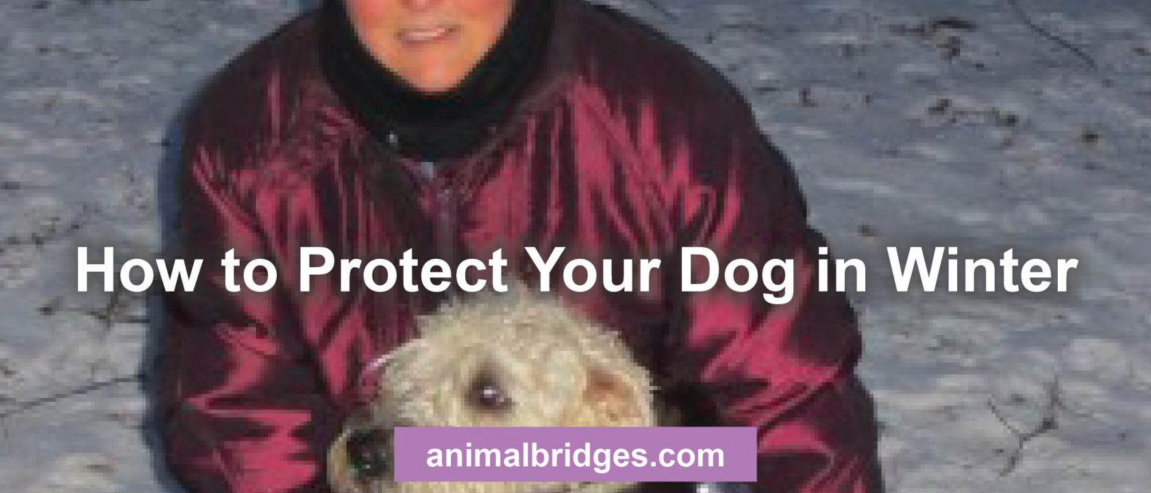 How to protect your dog in winter