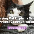 Spraying cat animal communication