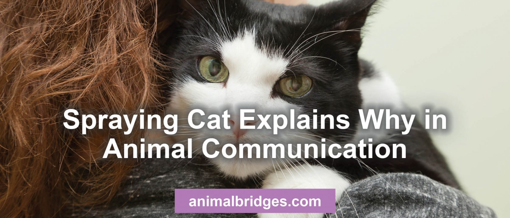 Spraying cat animal communication