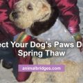 How to protect your dog's paws during spring thaw