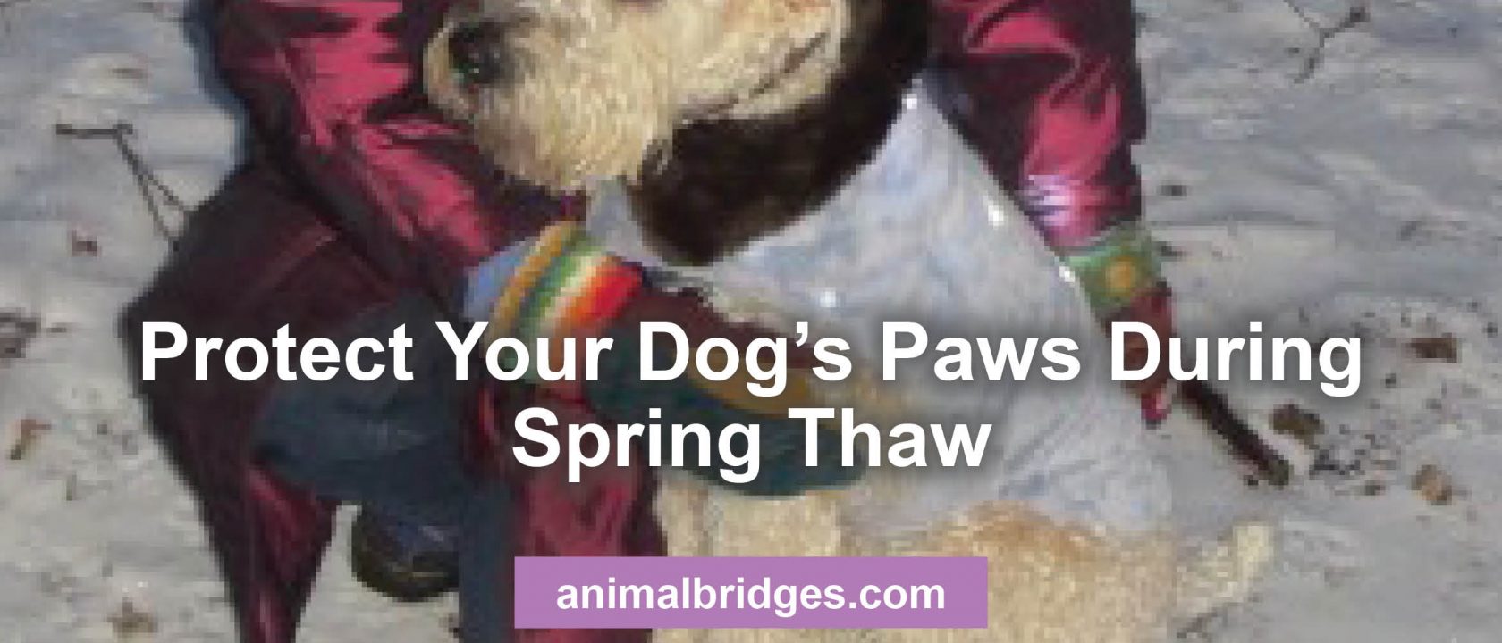 How to protect your dog's paws during spring thaw