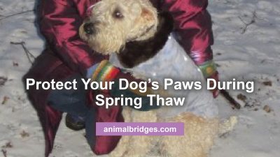 How to protect your dog's paws during spring thaw