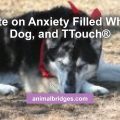 Update on Anxiety Filled Whining Dog, and TTouch®