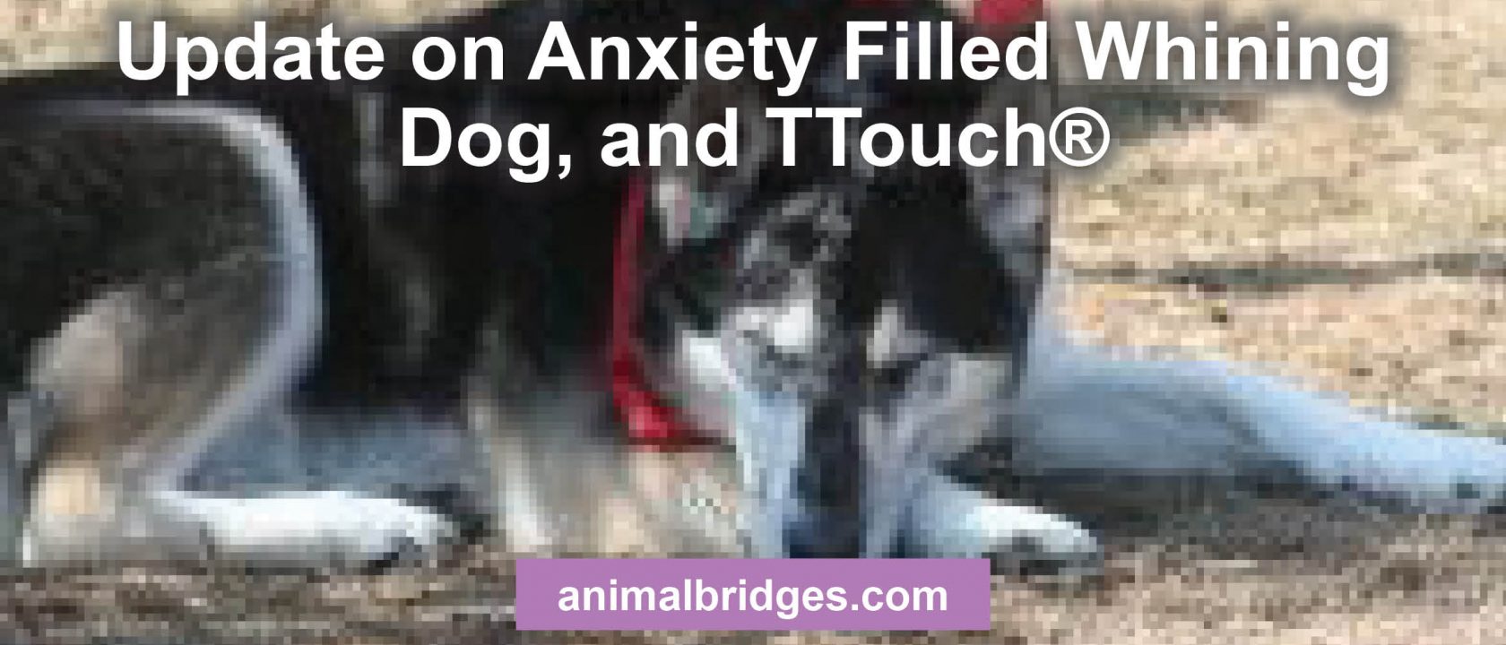 Update on Anxiety Filled Whining Dog, and TTouch®