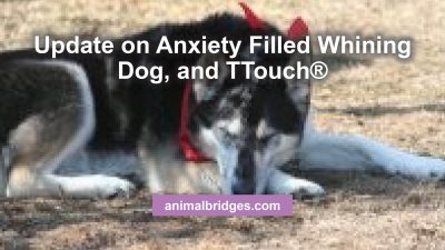 Update on Anxiety Filled Whining Dog, and TTouch®